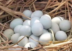 我縣新添3家市級(jí)菜籃子商品供應(yīng)基地